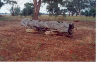 A canoe tree at Eddington in Victoria, not far from Bendigo. This image shows the basis of  a c…
