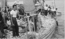 ANTONIA  coming alongside wharf with a record load of shell, note how the shell is put on edge …
