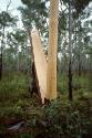 The bark is peeled from a stringybark trunk  in one piece