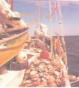 INTOMBI pearling off the Monte Bello Islands near Broome in 1980