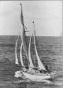 NEW SILVER GULL at sea with its full sail set,  date unknown, but probably in the early 1950s,