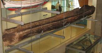 The Drysdale River dugout canoe on display at WAM