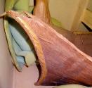 Bow view of the Northern Territory Sewn Bark Indigenous Canoe